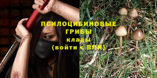 прущие грибы Белокуриха